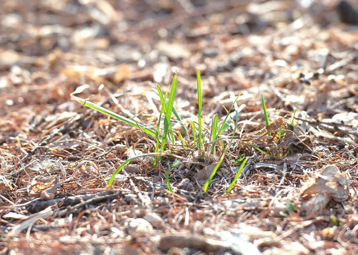 清明植物图鉴,清明时有什么植物和动物