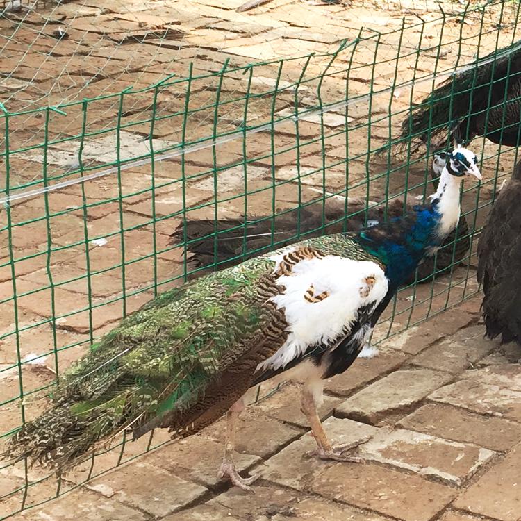 饲养孔雀赚钱,孔雀可以怎么挣钱