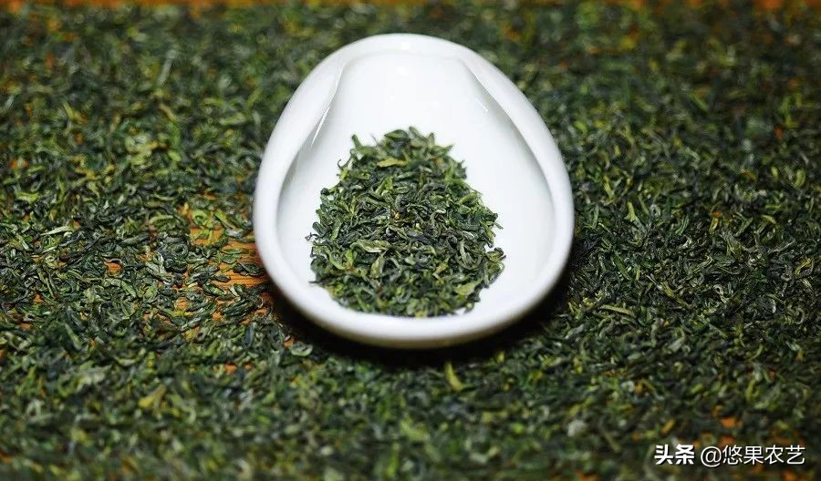 期待兰花香,再谈鸠坑群体种老茶园