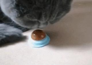 猫放一个屁，全家吃不下饭！真的好臭啊啊啊啊啊