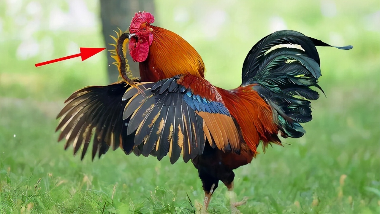 为什么蜈蚣是毒鸡,蜈蚣剧毒为什么鸡没事