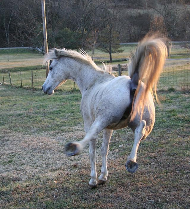 马后踢有多大力量,马踢人的力量多大