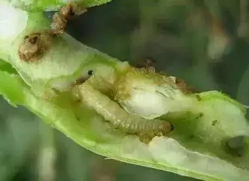 防治蔬菜地下害虫的无公害农药,蔬菜害虫种类及防治ppt