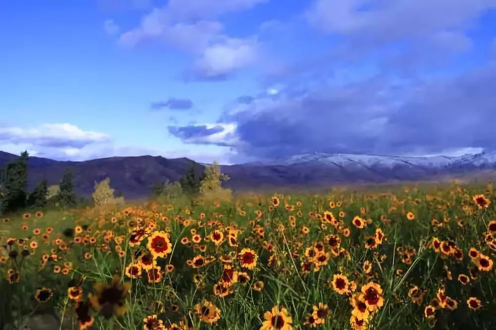 全新疆著名的特产,盘点十大新疆的特产