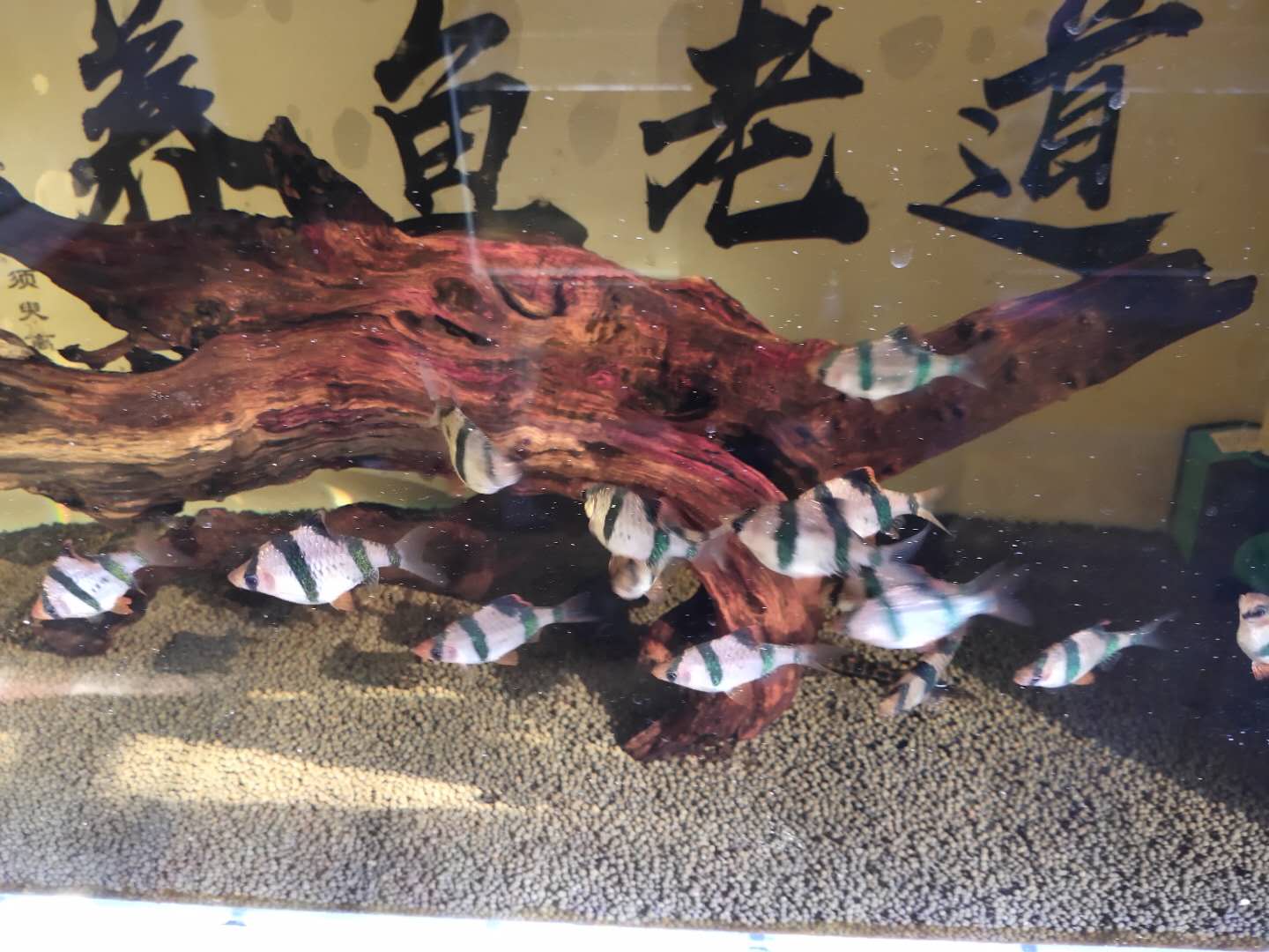 观赏鱼水草自然繁殖,观赏鱼用什么水草养最合适