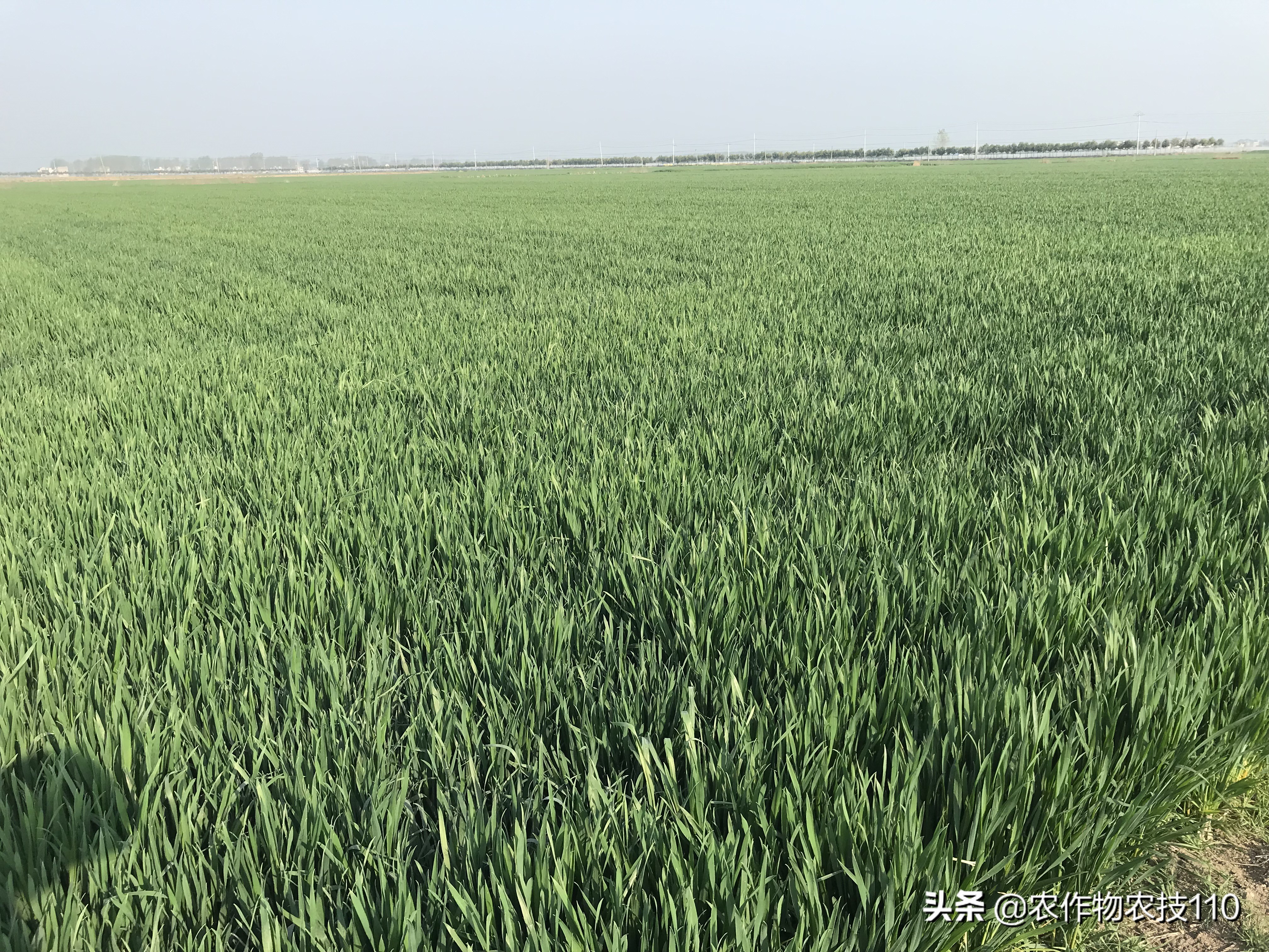 赤霉病在麦粒上的表现,小麦赤霉病麦粒什么样