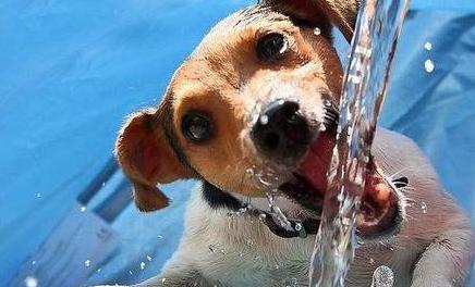 给狗狗喝水的注意事项,狗狗喝水都护食怎么办