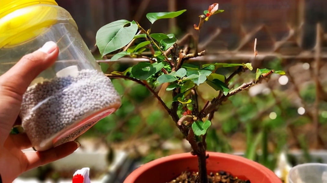 磷酸二氢钾浇花用量和使用时间,磷酸二氢钾的正确使用方法浇花