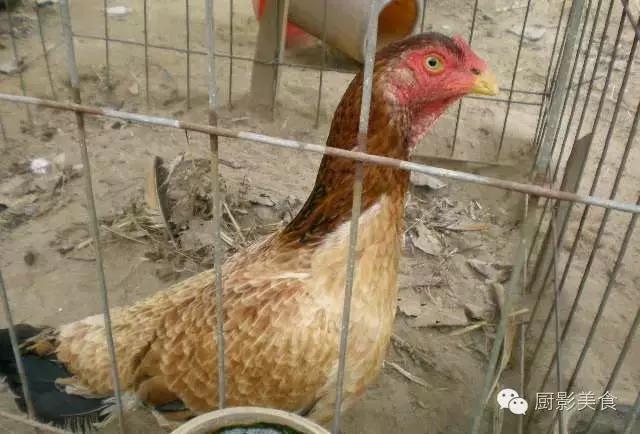 全世界的鸡都在这了，有你认识的吗？