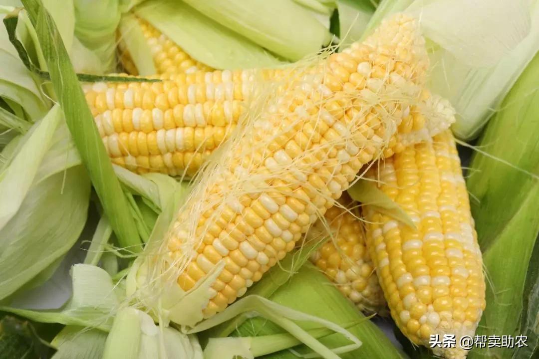 来自东北黑土地的甜糯玉米,云南水果玉米新鲜香甜多汁