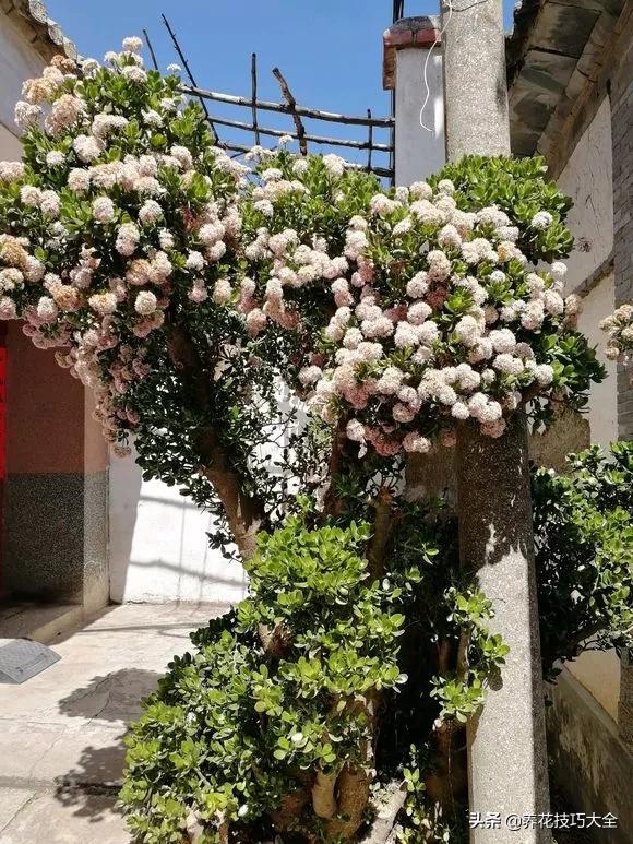 长寿花很多枝头怎么修剪变成老桩,长寿花2年了枝干长成老桩了