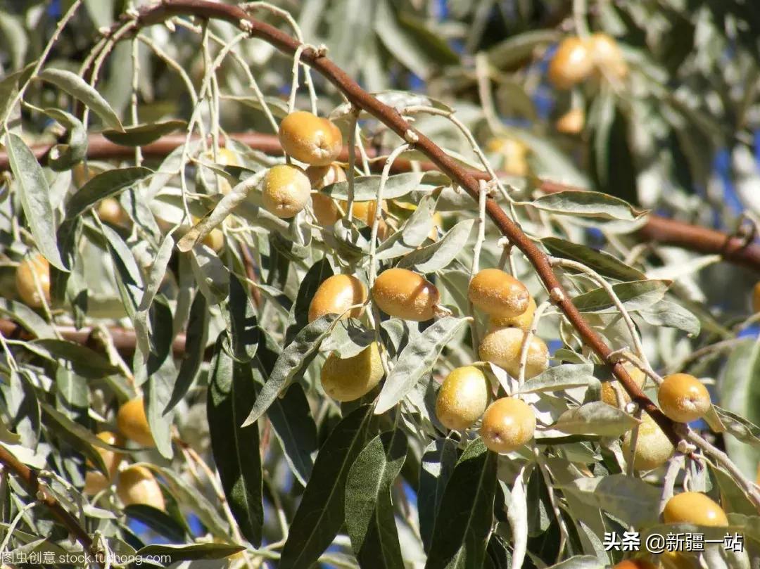 荒漠中有哪些能吃的植物,南疆常见的野生植物