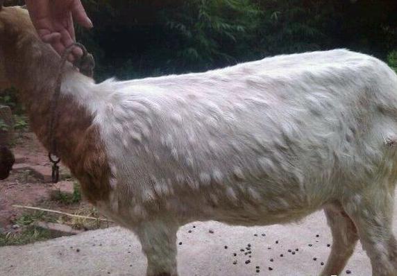 羊痘用什么药,羊痘如何防治