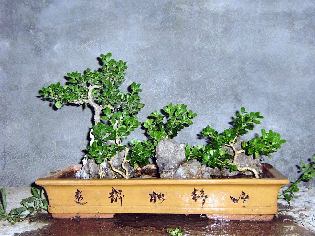 这4种绿植一定要养,四种最好养的盆景树