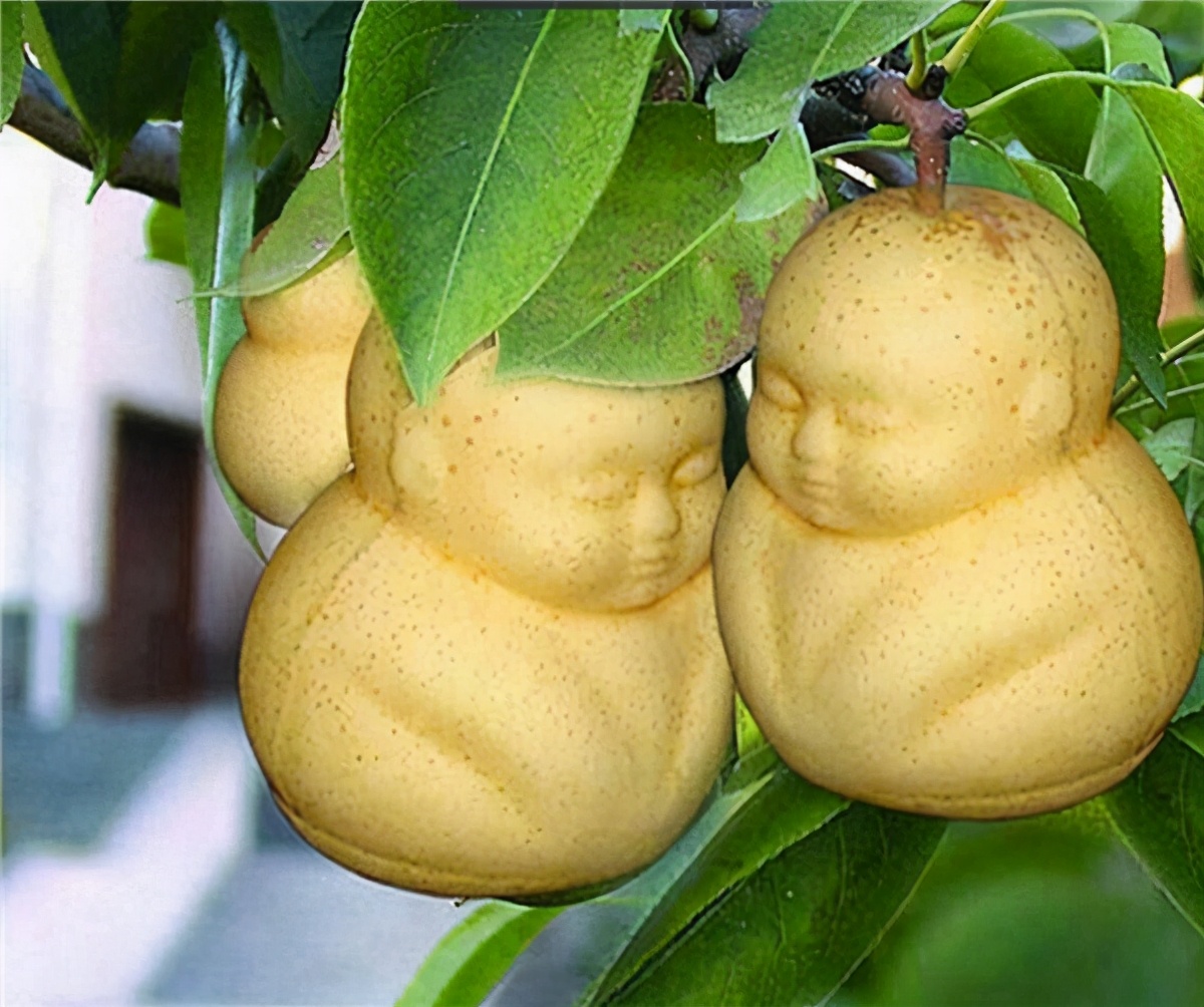 茄子引进中国的历史,茄子从哪个国家引进中国的