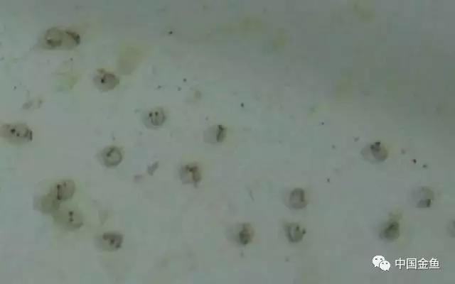 金鱼人工繁殖挤卵需静置多少时间,泰狮金鱼在哪个时间段繁殖比较好