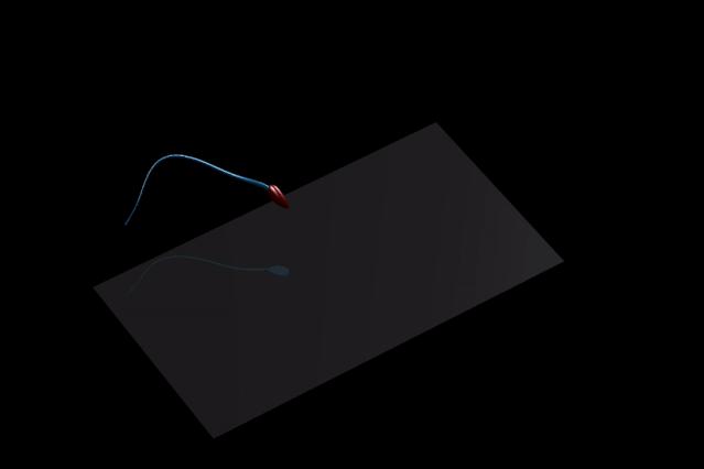 被误会了两千多年,蝌蚪是不是因为精子形态没有转变