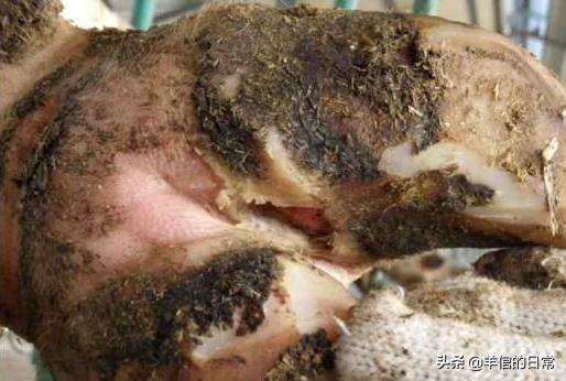 绵羊养殖技巧教学,绵羊的正确养殖方法