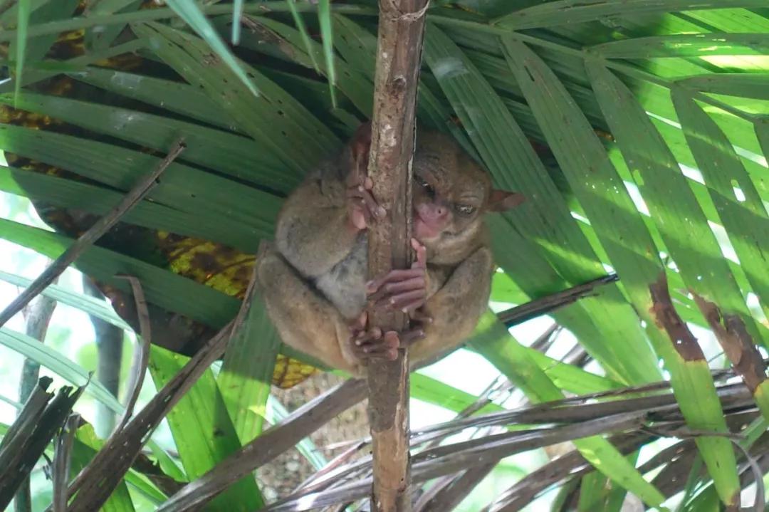 菲律宾10个必去地方,除了海边城市还能去哪里旅游