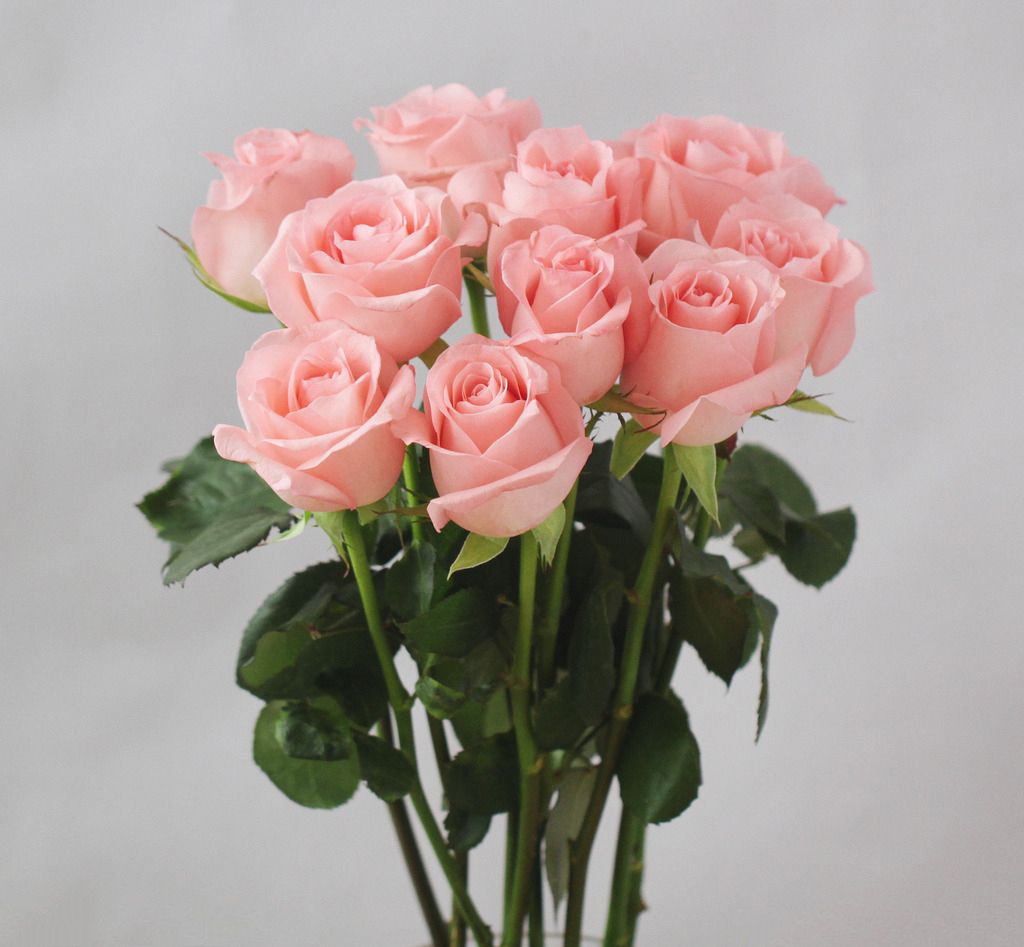 生活中常见的花语大全,生活中常见花卉花语