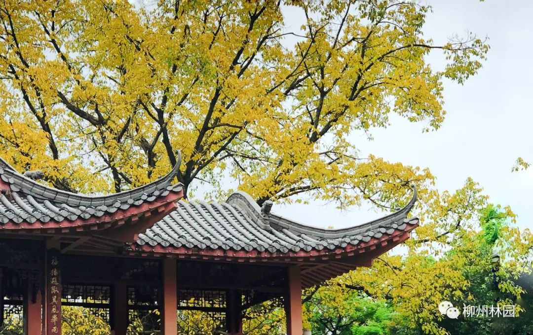 柳州的柳侯公园特色,柳州柳侯公园秋天美景