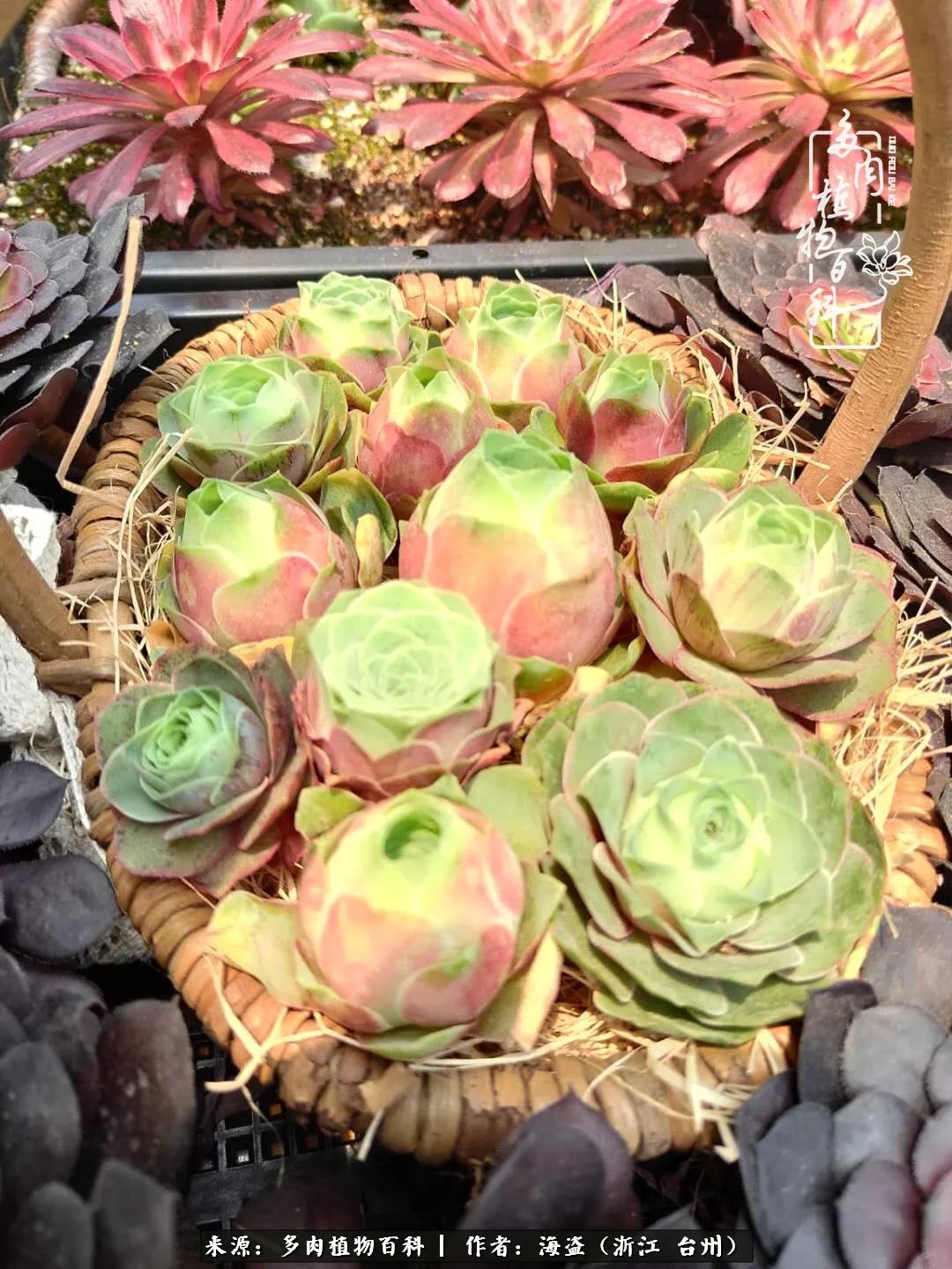 独爱玫瑰与法师！解密金老板和他的屋顶御花园