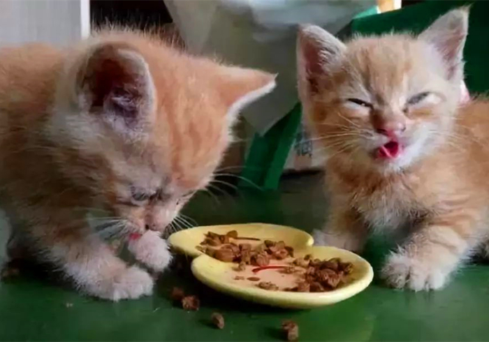 养猫发现有小飞虫,换季养猫注意事项千万别害了猫命