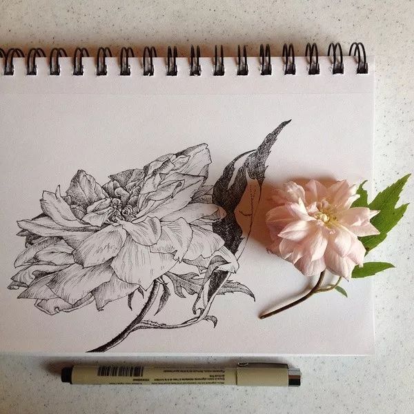 简单针管笔手绘花,简单易学针管笔手绘