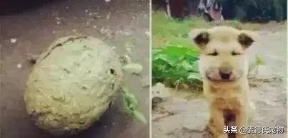 这样的中华田园犬难道你不爱吗,怎么样的才能称得上中华田园犬