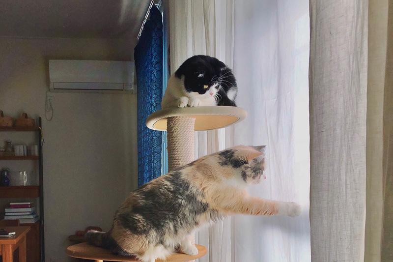 渡边有希美｜「日々猫々」与猫一起生活的日子