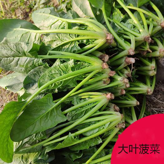 北方冬季小拱棚种菠菜可以吗,家庭阳台菠菜种植方法全过程