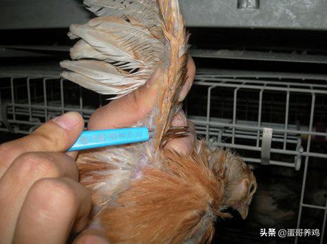 鸡痘和猴痘一样吗,养鸡葡萄球菌病怎么治疗