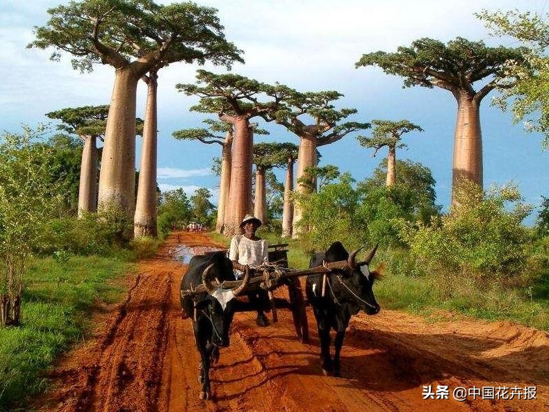 从小就觉得面包树上结的是“面包”？你只差一个亲眼看看的机会