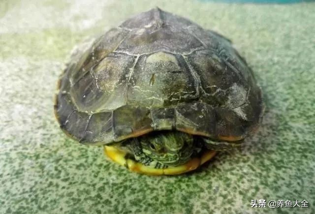 小乌龟怎么养好,小乌龟该怎么养最好