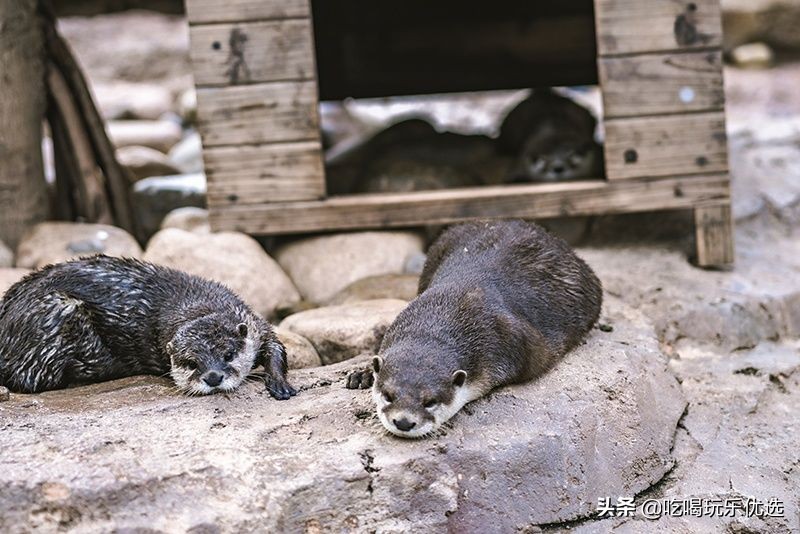 厦门灵玲动物王国大熊猫,厦门马戏团灵玲动物王国观光游览