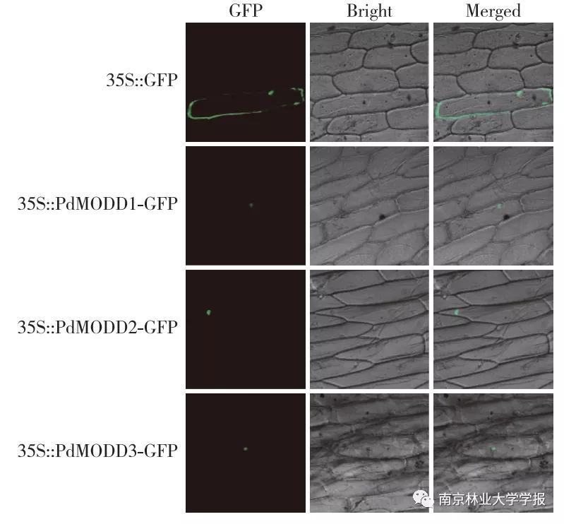 论文推荐||欧美杨PdMODD基因克隆与表达特性分析