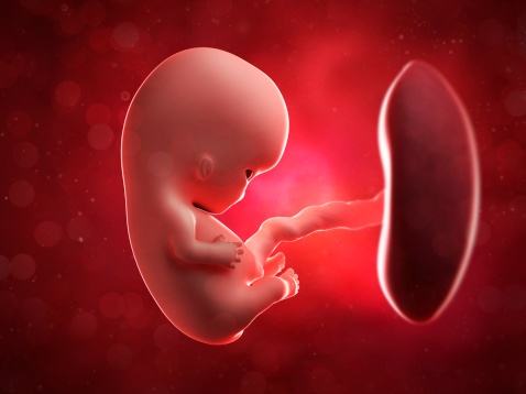 胎盘到底可以吃吗,胎盘到底能吃吗