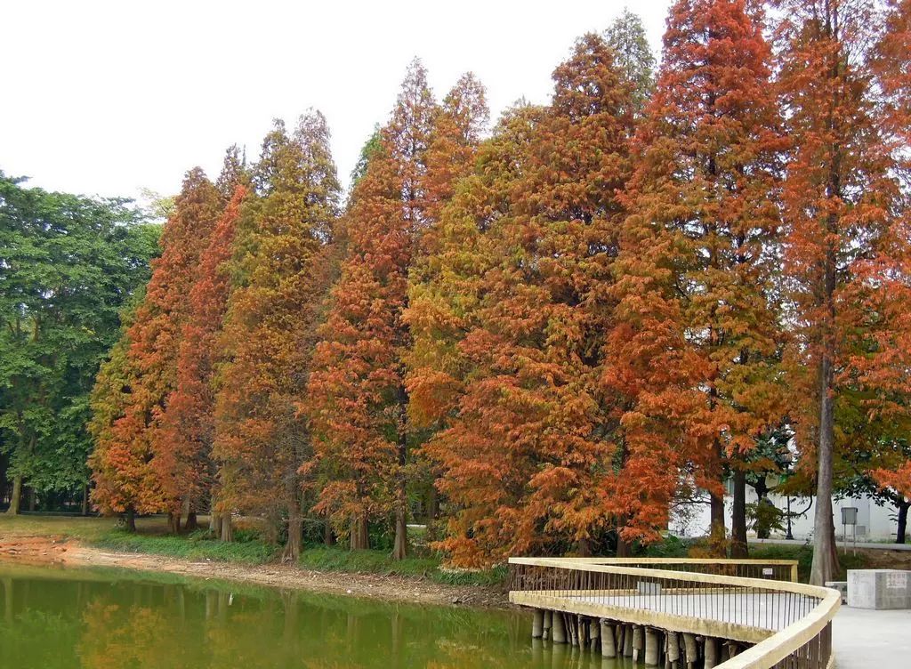 东莞周边11月份赏红叶好去处,东莞观音山看红叶攻略