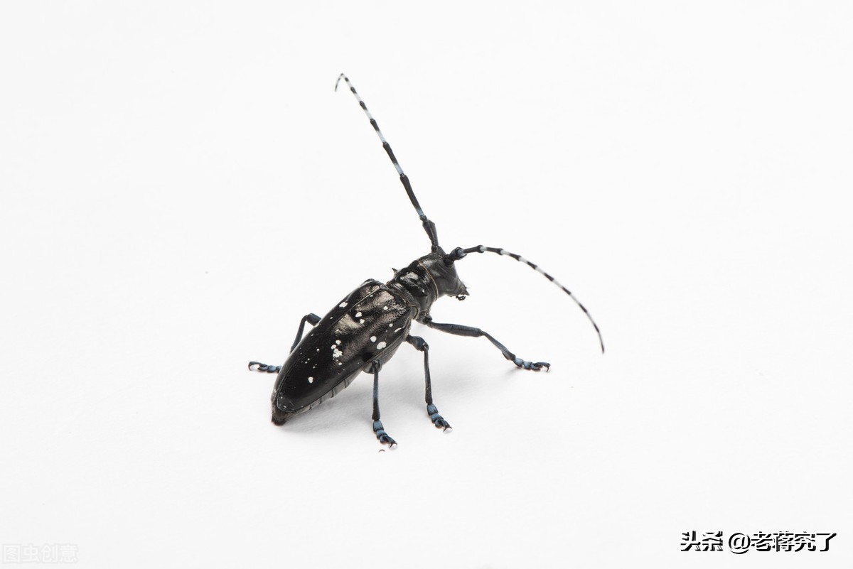 童年里的玩虫记忆2：看过天牛“钓鱼”比赛吗？