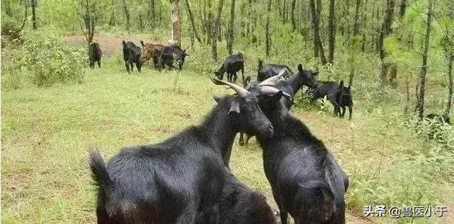 母羊胎衣不下怎么处理,母羊胎衣不下的中药疗法