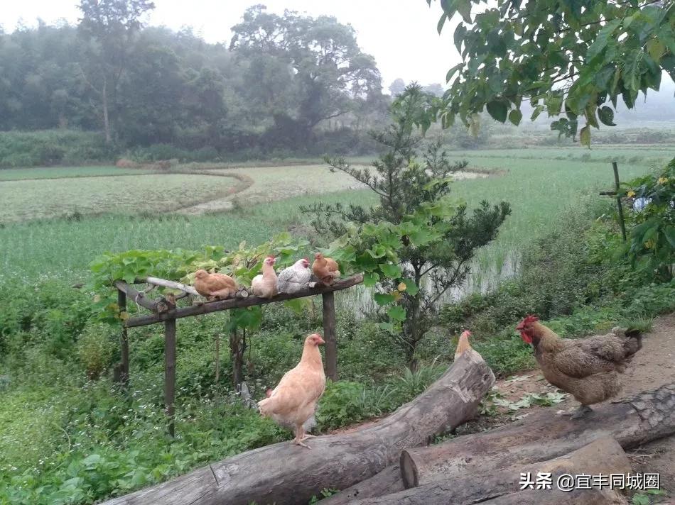 这些失传已久的童谣你还记得吗,这些即将消失的老行当你还记得吗