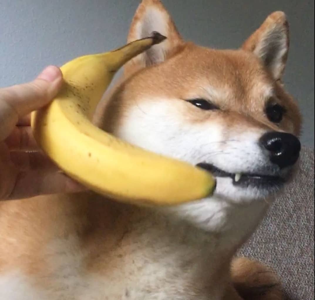 柴犬购买需要注意事项,分享购买柴犬的一些心得