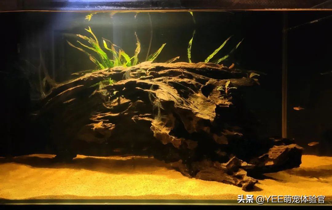 2公分迷你灯鱼,超级红魔鬼灯鱼品相