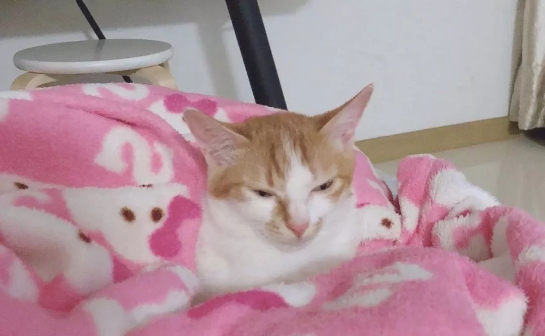 怎么预防猫咪对人的危害,怎样预防猫咪各种疾病