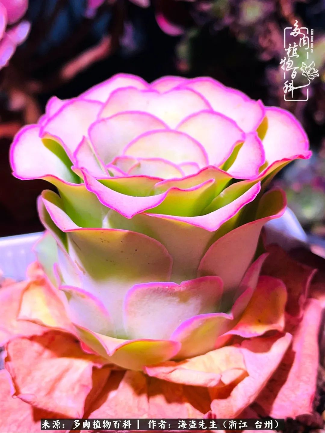 山地玫瑰养护顺口溜,山地玫瑰的养护种植注意事项视频