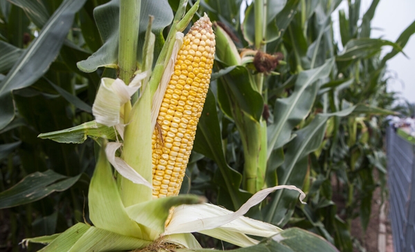 如何正确看待转基因技术和产品？谈“转”色变不应该