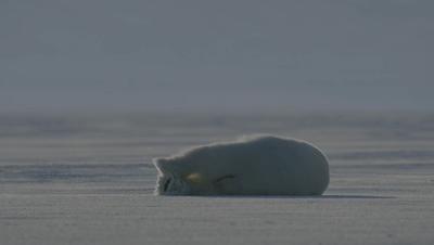 夜半*拍偷**下,成就今年第一部神级纪录片:黑暗下的生命,超乎想象