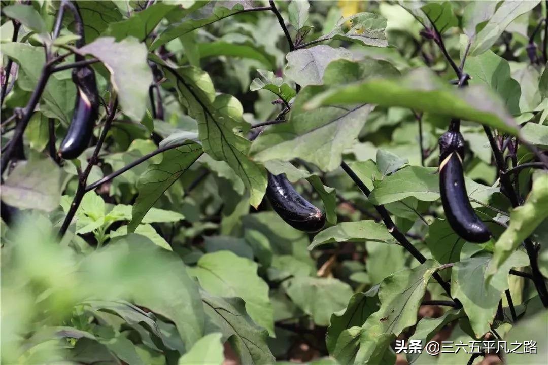 立秋茄子有什么禁忌,为什么说秋后茄子少吃