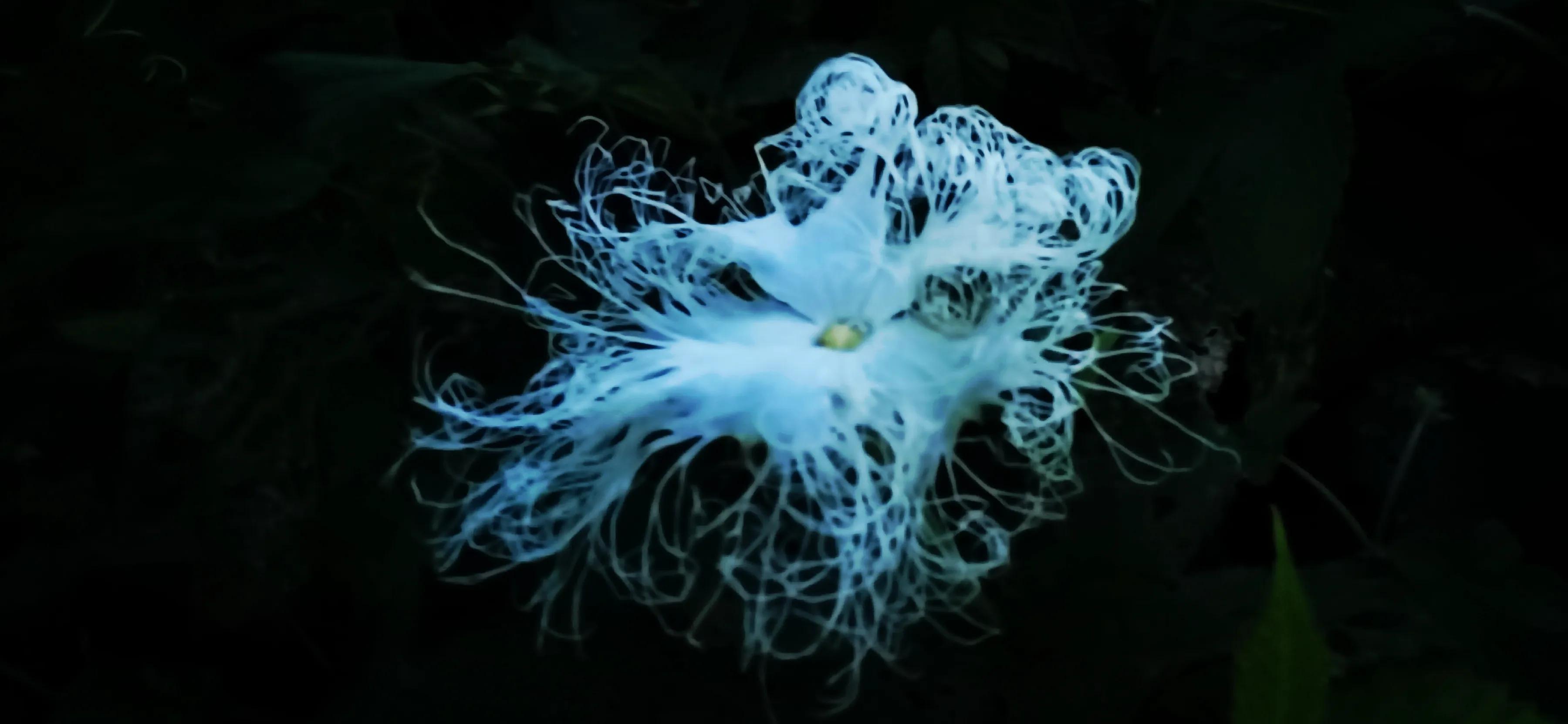 手机摄影手册圈友作品选第5期,手拍世界摄影交流平台