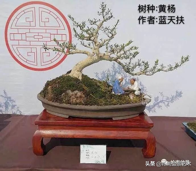 广东的盆景有哪些,适合广东玩的盆景